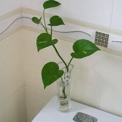 八卦 方向 廁所 植物